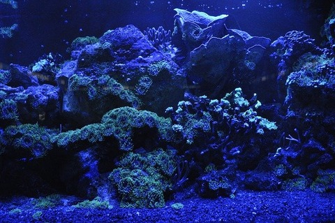 coral-reef-g237ba74a0_640