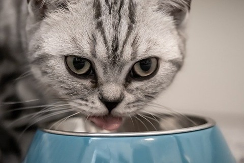 cat-ge1314b754_640