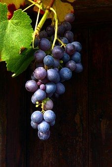 wine-874149__340