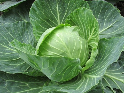 white-cabbage-2705228_640