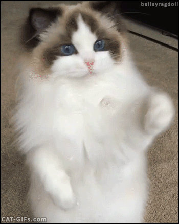 Https Livedoor Blogimg Jp Love120331 Imgs 9 E 9ec545e0 Gif Cats Cute Animals Beautiful Kittens