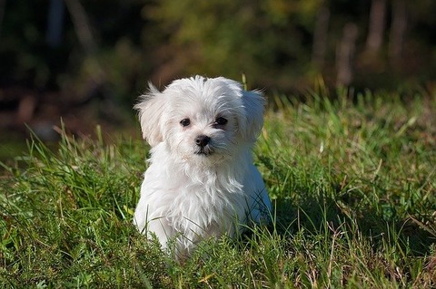 maltese-1123016_640