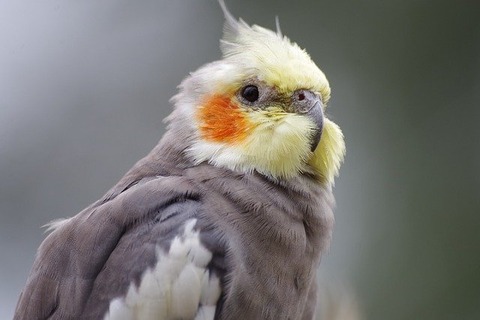 cockatiel-3846264_640