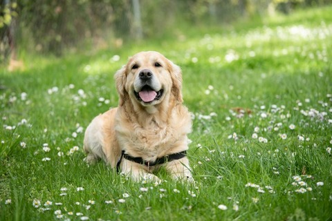 犬飼ったことあるやつにしかわからないこと