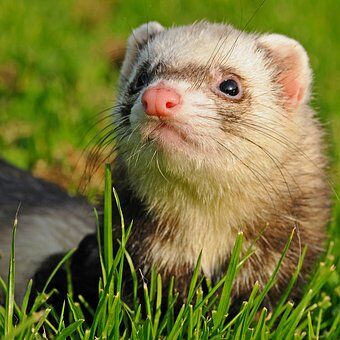 ferret-1871996__340