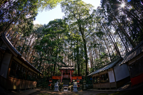 TOGAKUSHIJINJA_KAMOCHO-1