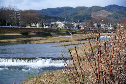 KAMOGAWA_BIRDWATCHING-1