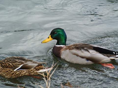 KAMOGAWA_BIRDWATCHING-3