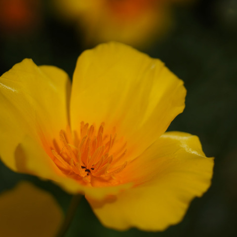 FLOWER_MACRO-7