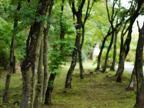 RAINY_PARK-3