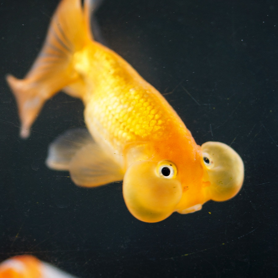 とっても金魚な春うらら 大和郡山市 Sony Nex 5n 蚊蜻蛉おやじの影撮り草子 かとんぼ とっても金魚な春うらら 大和郡山市 Sony Nex 5n 蚊蜻蛉おやじの影撮り草子 かとんぼ