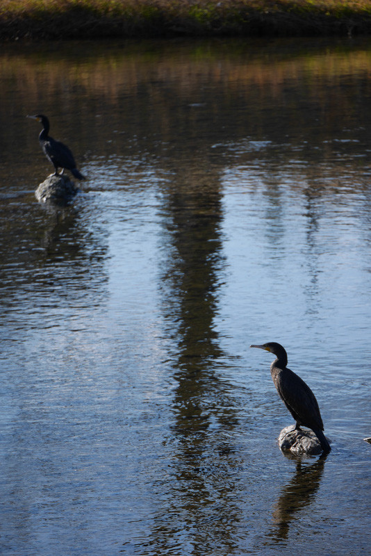 KAMOGAWA_BIRDS-4