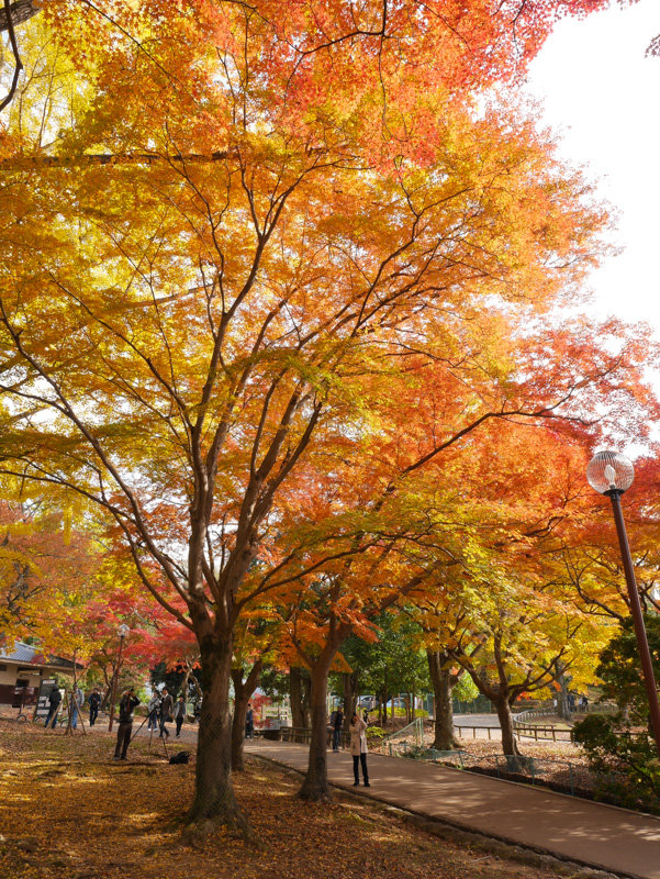 MOMIJI_NARAPARK-5