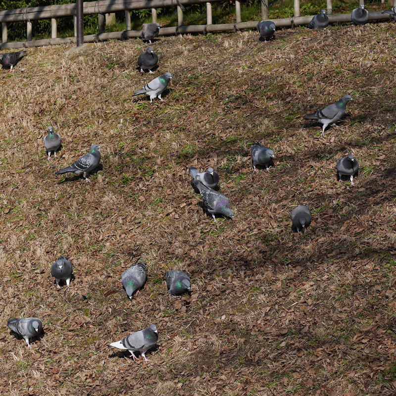 KAMOGAWA_BIRDS-2