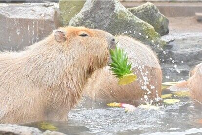 元祖カピバラの露天風呂　リクエストの湯