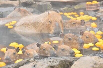 元祖カピバラの露天風呂　ゆず湯