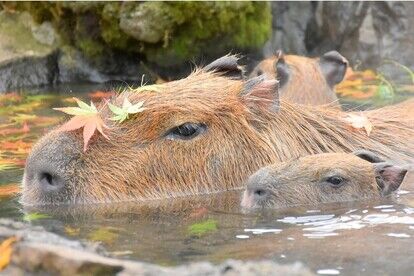 元祖カピバラの露天風呂　もみじの湯