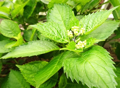 ２０２６０５０６紫陽花-02