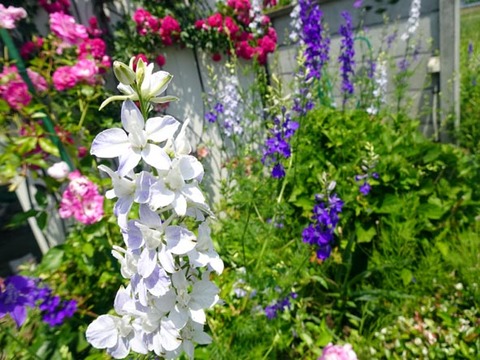 ２０２６０５１９ダンスホール桜-02