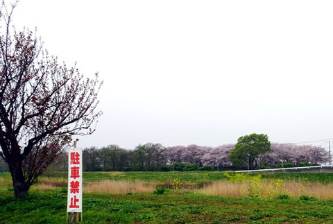 権現堂桜提２０２６０４０７-01
