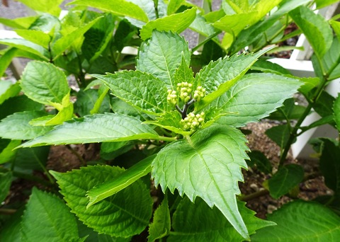 ２０２６０５０６紫陽花-01