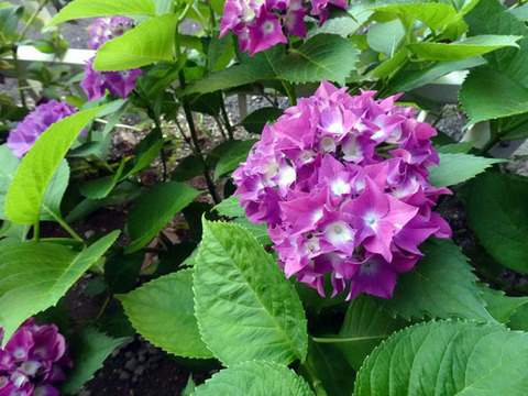 ２０２６０５３１紫陽花-01