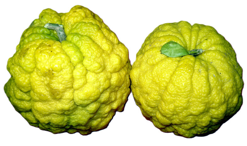 柚子さま　おまとめページ 頂き物色々 デカい柚子？ | アル星の 社交ダンス