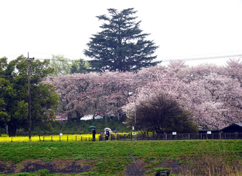 権現堂桜提２０２６０４０７-03