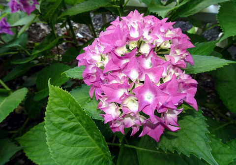 ２０２６０５２８紫陽花-02
