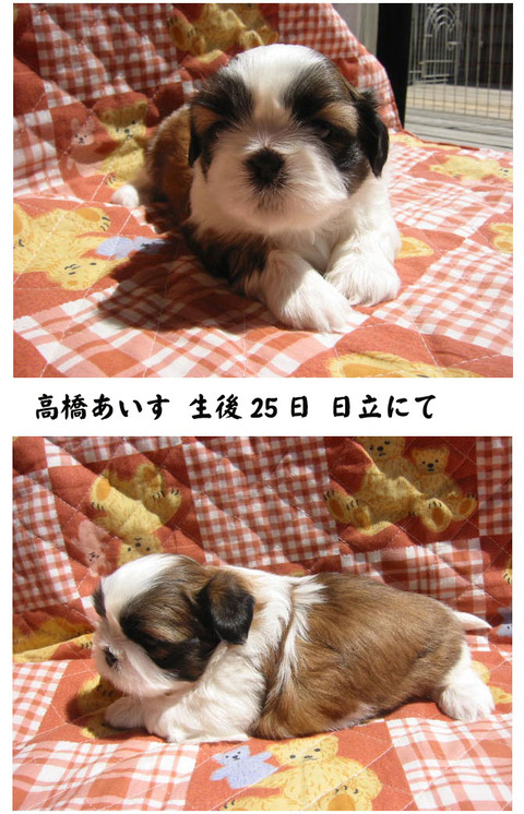 あいす