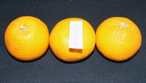 ２０２２０４０７清美オレンジ