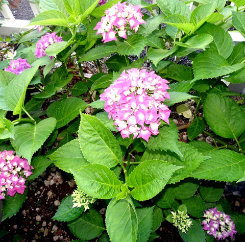 ２０２６０５２８紫陽花-01