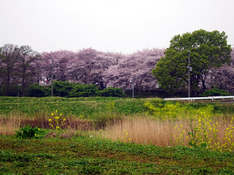 権現堂桜提２０２６０４０７-02
