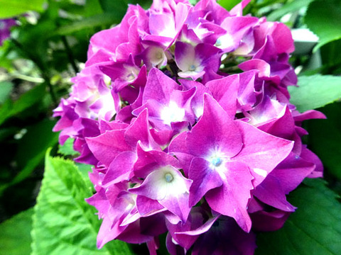 ２０２６０５３１紫陽花-02