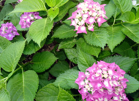 ２０２６０５２８紫陽花-03