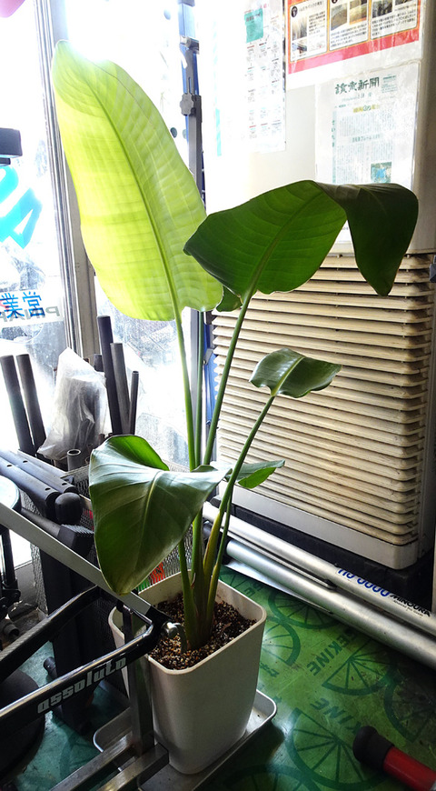 観葉植物