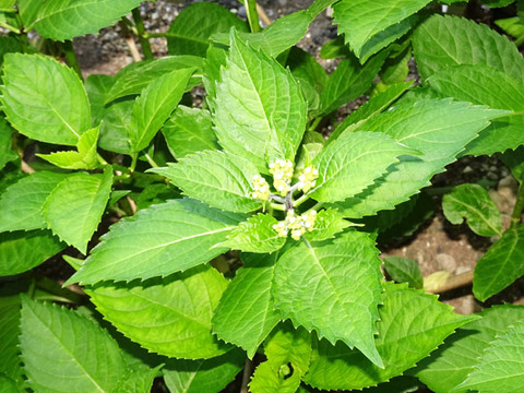 ２０２６０５０９紫陽花