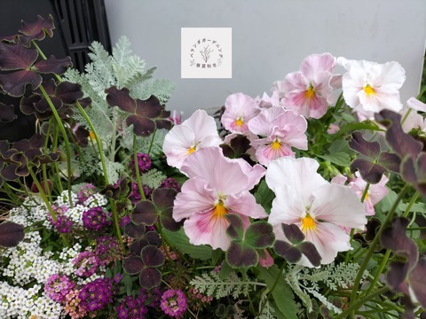 今日のベランダ -寄せ植えたちの春- : ベランダガーデニング春夏秋冬