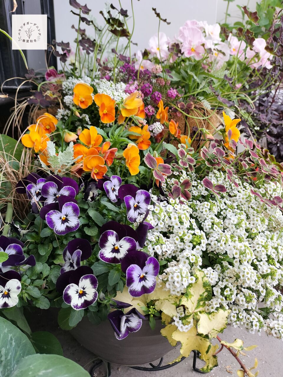 今日のベランダ -寄せ植えたちの春- : ベランダガーデニング春夏秋冬