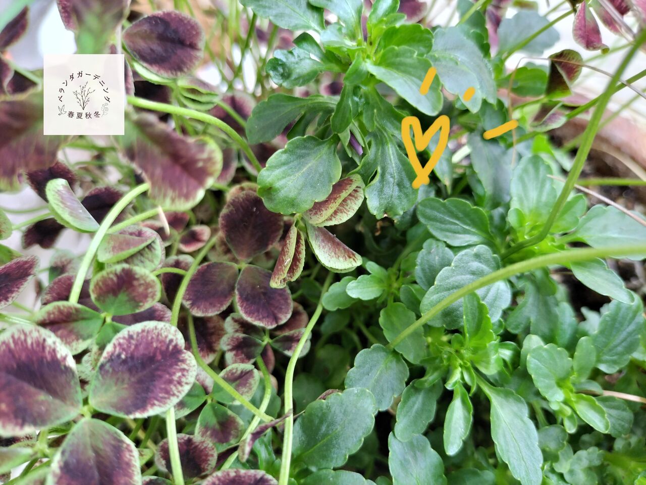 今日のベランダ -寄せ植えたちの春- : ベランダガーデニング春夏秋冬