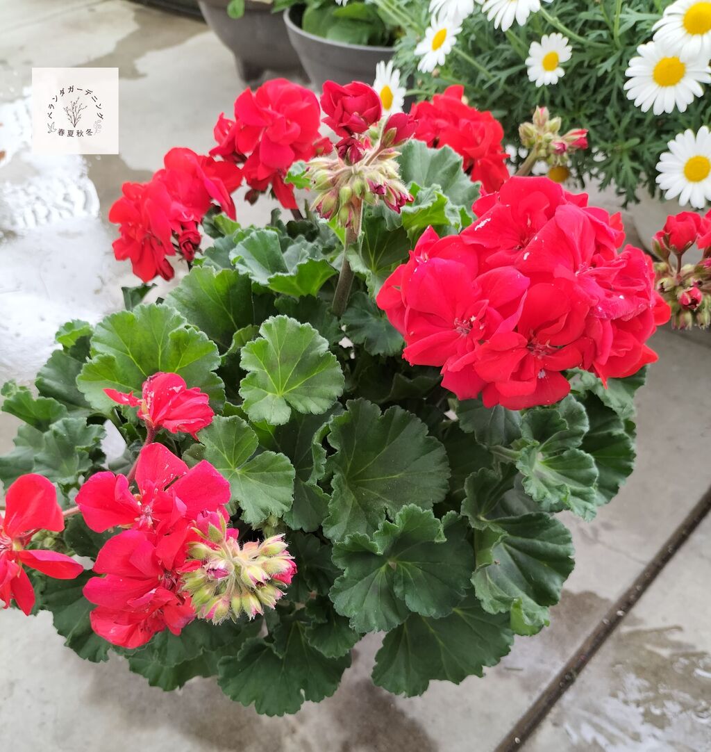 ユーフォルビア　スパンリギ　2度越冬株　鉢ごと発送 ユーフォルビア スパンリギ 2度越冬株 鉢ごと発送