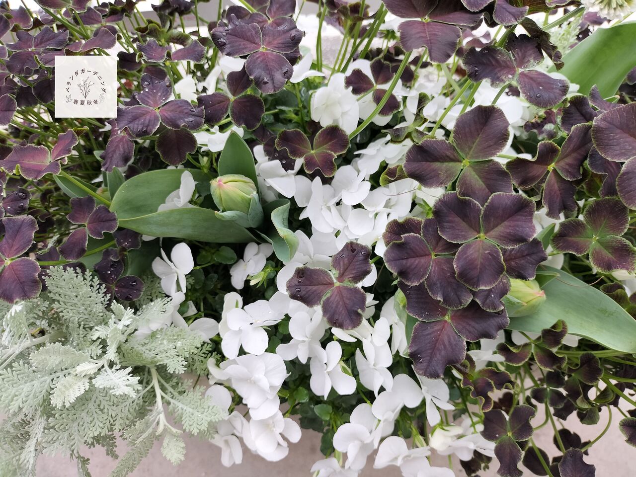 今日のベランダ -寄せ植えたちの春- : ベランダガーデニング春夏秋冬