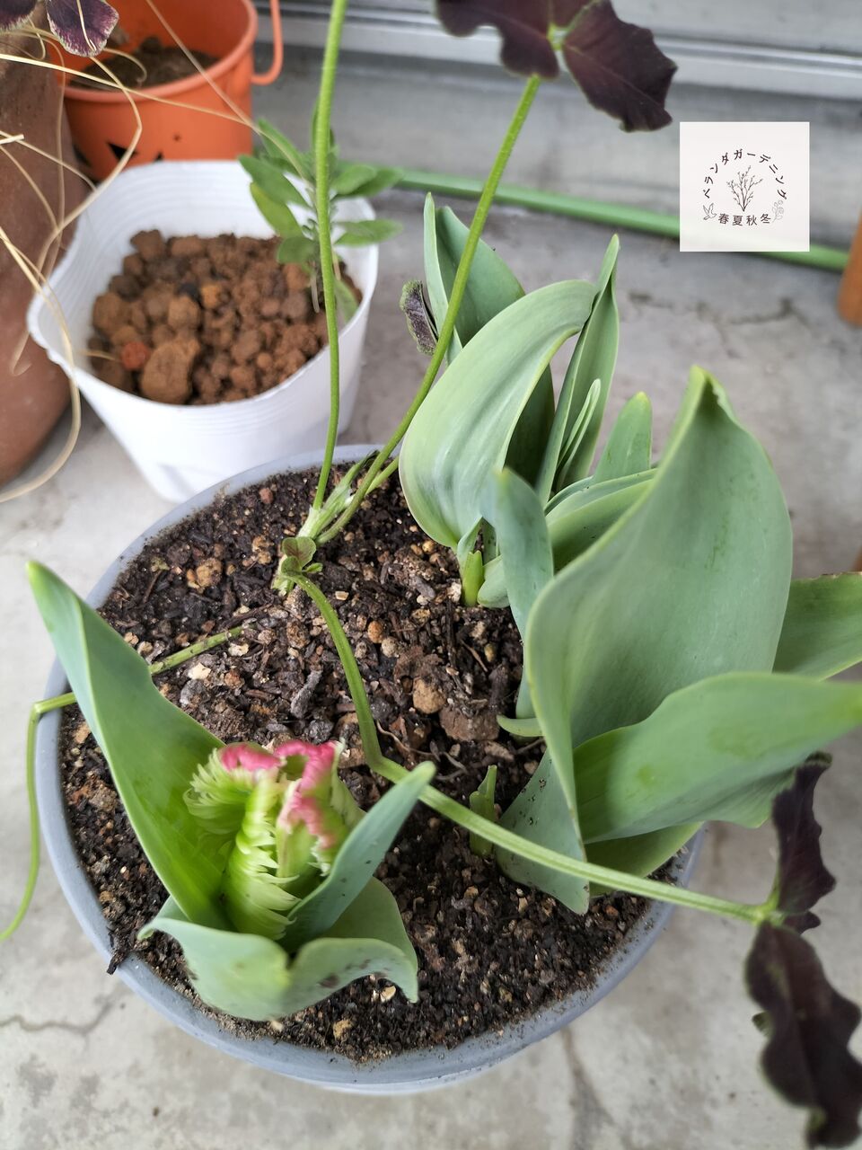 今日のベランダ -寄せ植えたちの春- : ベランダガーデニング春夏秋冬