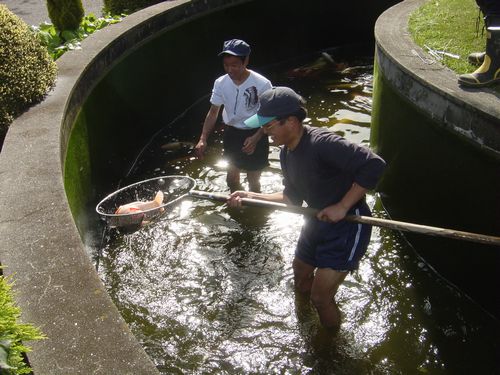 鯉をすくって池掃除 ドリーム４０
