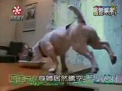 ぽちたま