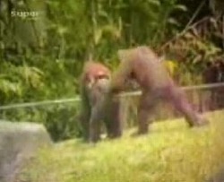 Funny Animals4