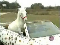 Horse1