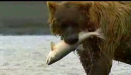 Grizzly Bear