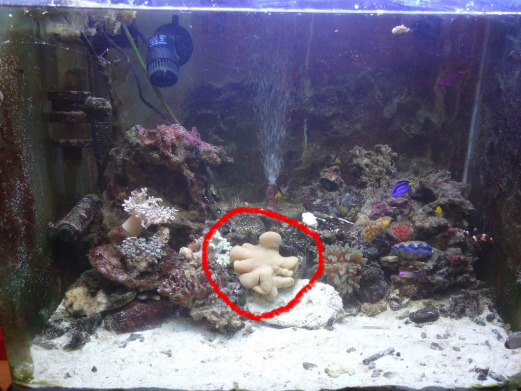 なんでウミキノコすぐ溶けてしまうん ゆうこ村水族館 なんでウミキノコすぐ溶けてしまうん ゆうこ村水族館