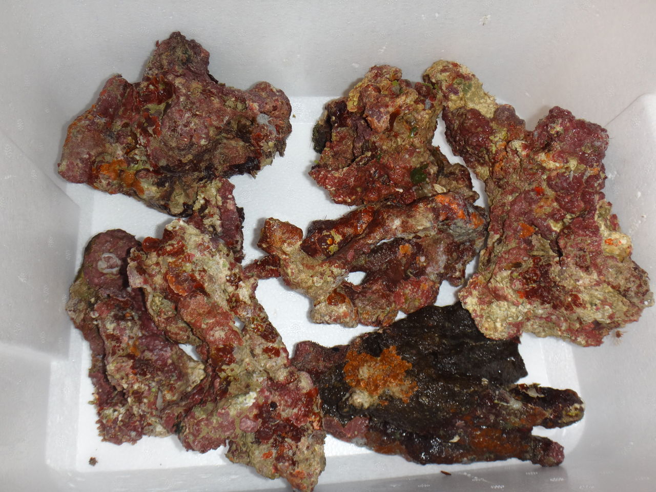 ペロッ これはキョーリンのクリーン赤虫 残念じゃったな新一 それは金魚のうんこじゃ ゆうこ村水族館 ペロッ これはキョーリンのクリーン赤虫 残念じゃったな新一 それは金魚のうんこじゃ ゆうこ村水族館